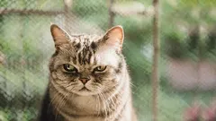 O que o seu gato sente como “traição” — e como reconquistar a confiança