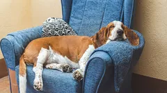 Qual é a raça de cães que mais dorme: as 7 raças mais preguiçosas