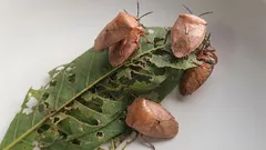  Como se livrar dos percevejos-fedorentos nesta primavera e evitar que voltem a aparecer