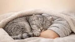 É possível acordar um gato quando ele está a dormir: como acordá-lo da forma correta e sem causar-lhe stress?