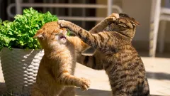 Por que é que o meu gato não gosta de outros gatos?