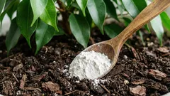 Revirei a terra e adicionei apenas uma colher para que a ficus crescesse como um arbusto frondoso: o resultado é evidente