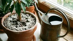 Apareceu novamente uma camada branca nos vasos de flores? De onde vem e o que fazer?