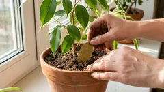 Por que adicionar folhas de louro ao solo: um auxiliar aromático para plantas de interior